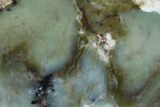 Polished Newman Opal Slab - Western Australia #96281-1